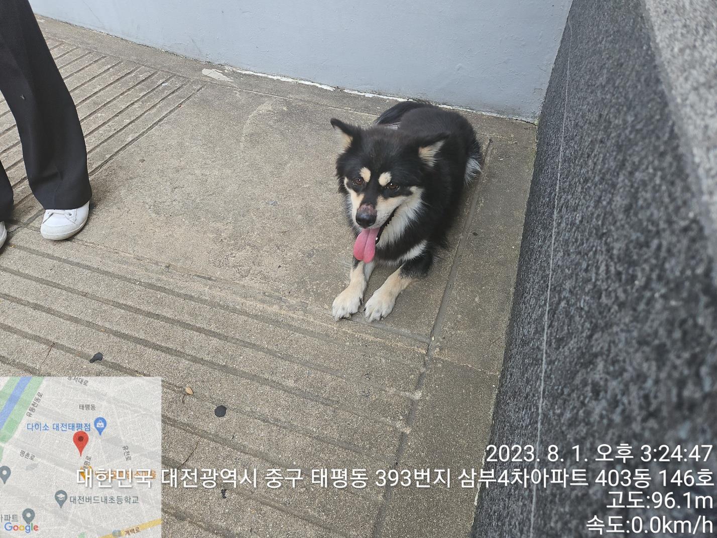 대전동물보호센터_430365202300364