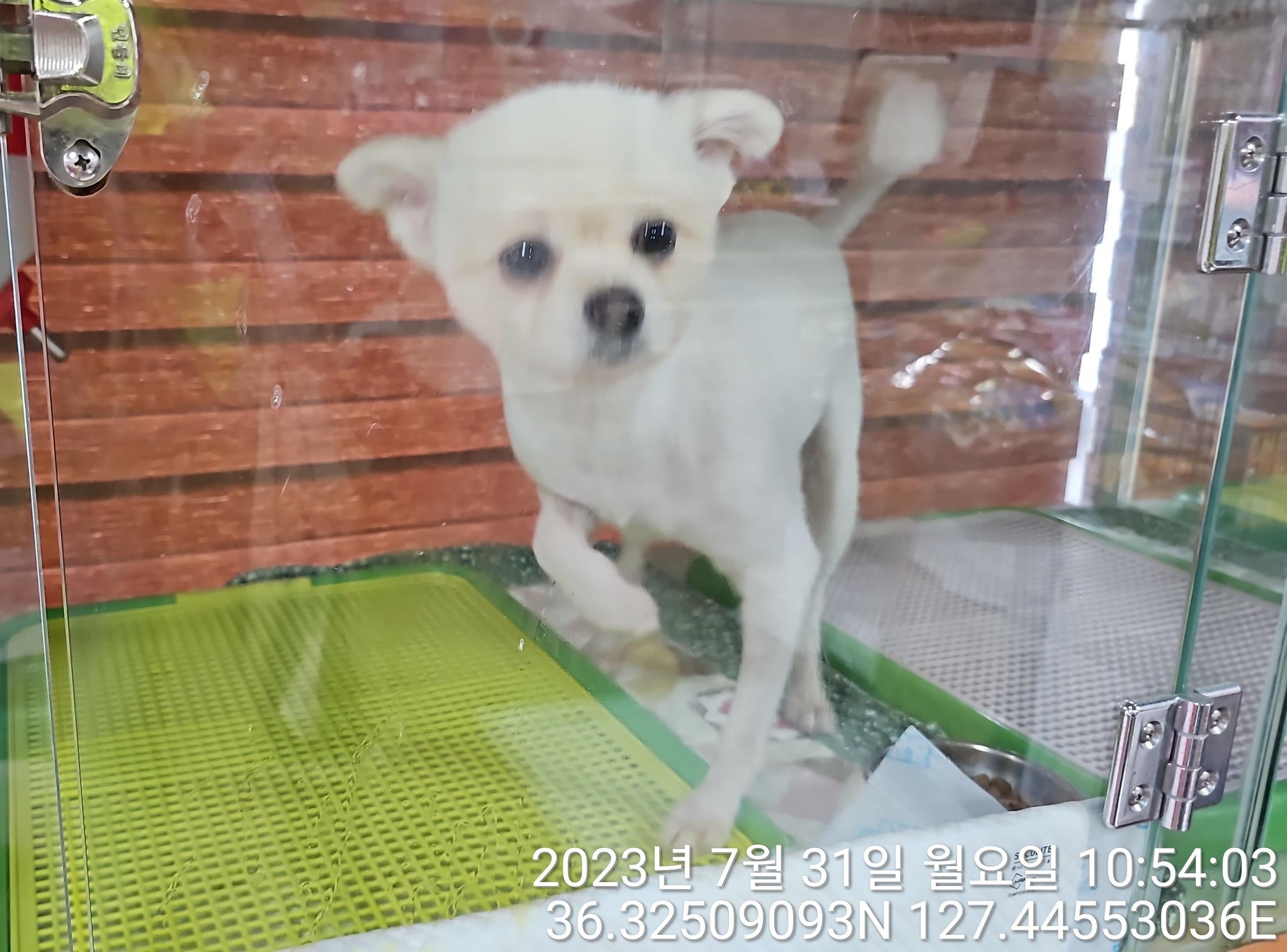 대전동물보호센터_430364202300249