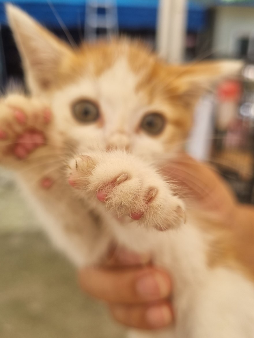 밀양시동물보호센터_448536202301677