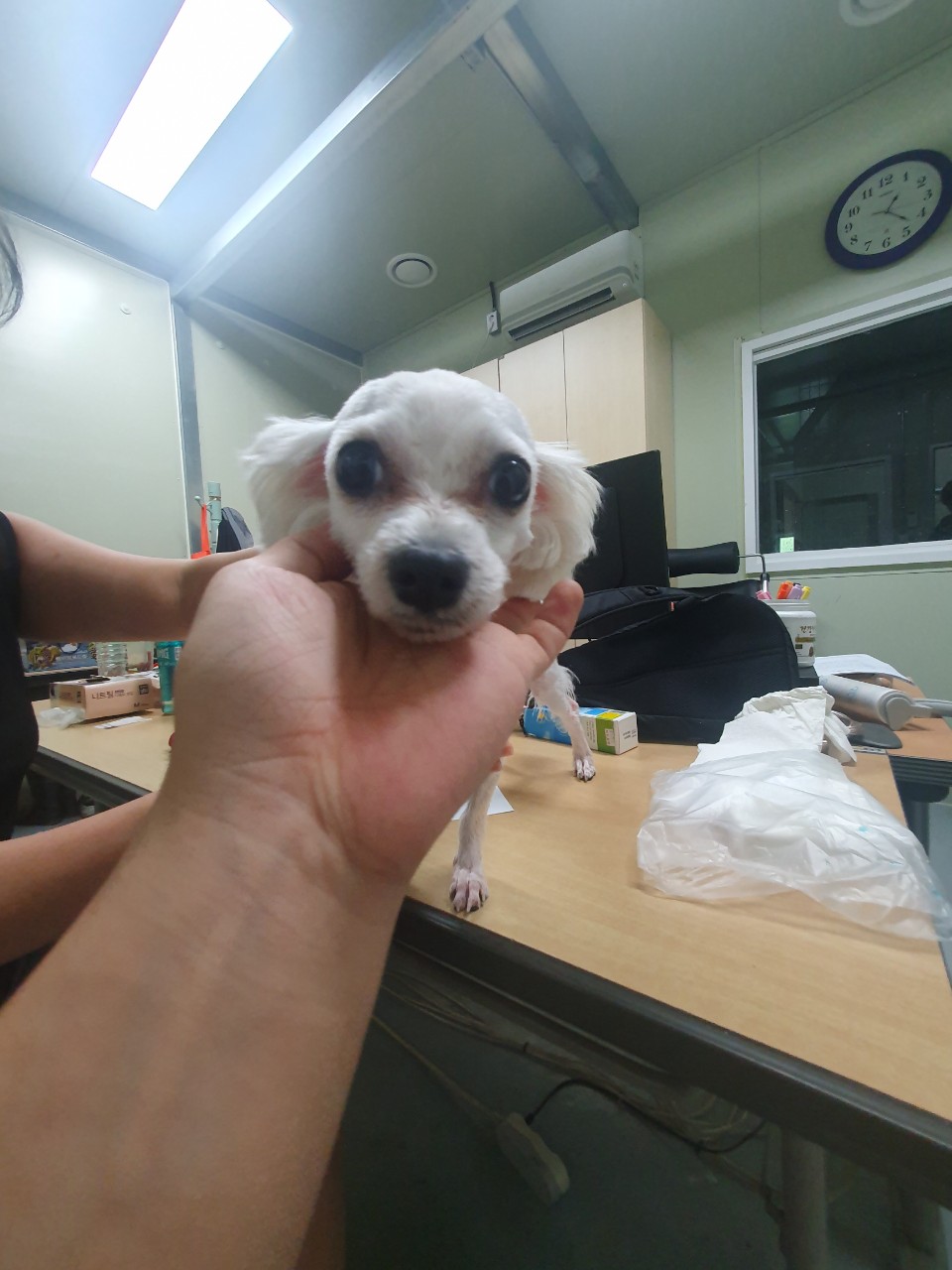 남양주시동물보호센터_441399202301944