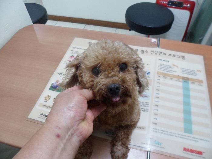 강현림동물병원_411320202300593