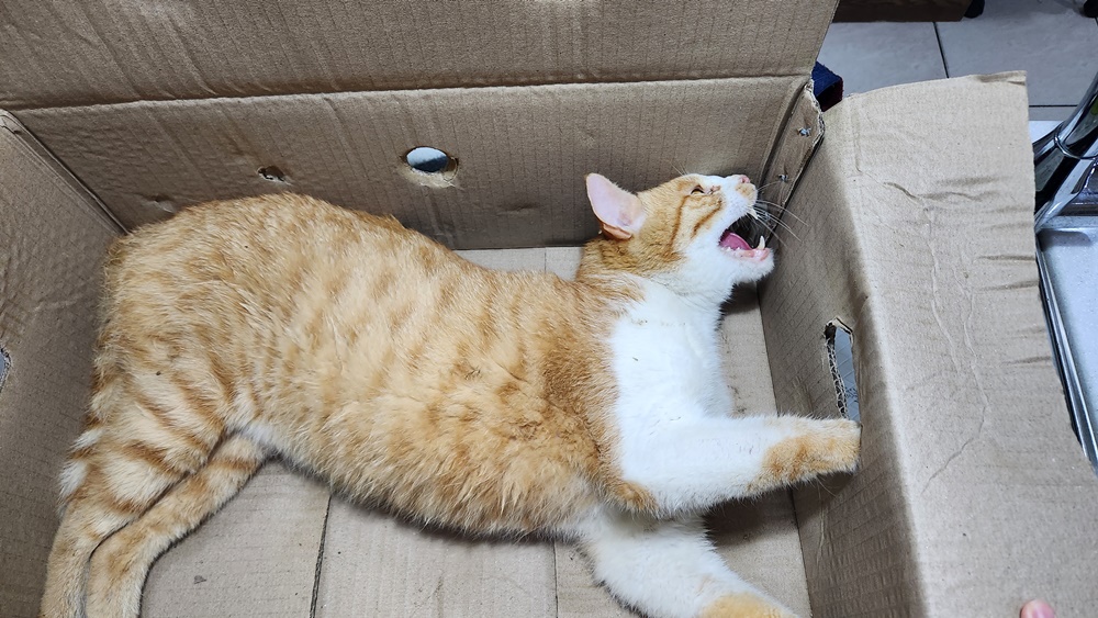 허동물병원_427346202300915