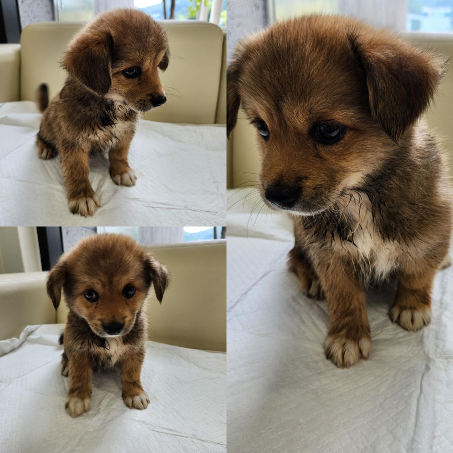 경주동물사랑보호센터_447505202300773