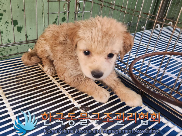 한국동물구조관리협회_441414202300572