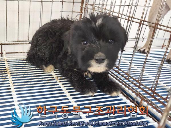 한국동물구조관리협회_441414202300571
