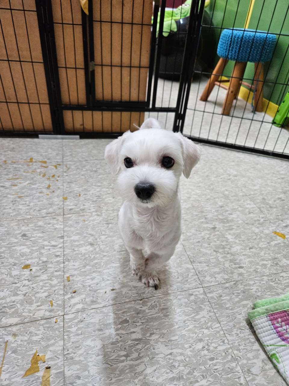 평창군유기동물보호소_442428202300051
