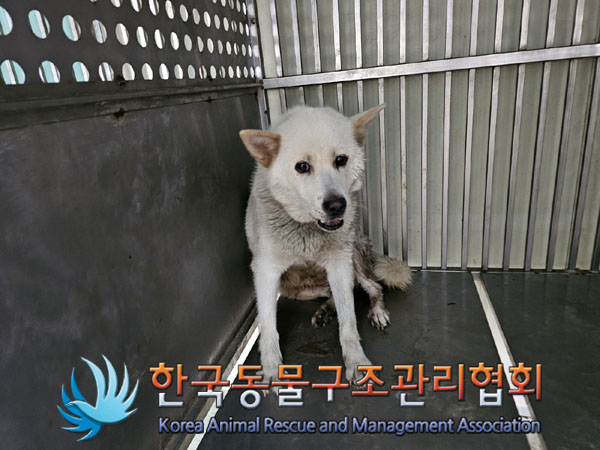 한국동물구조관리협회_441414202300577