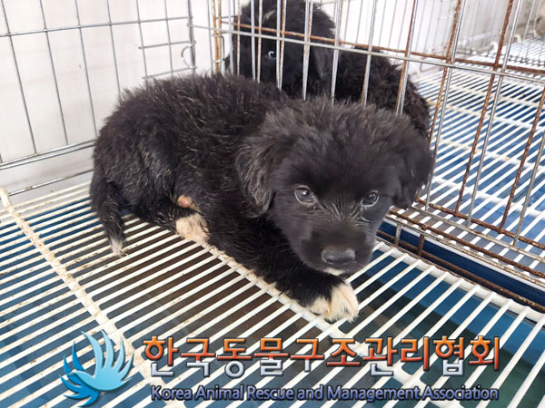 한국동물구조관리협회_441414202300570