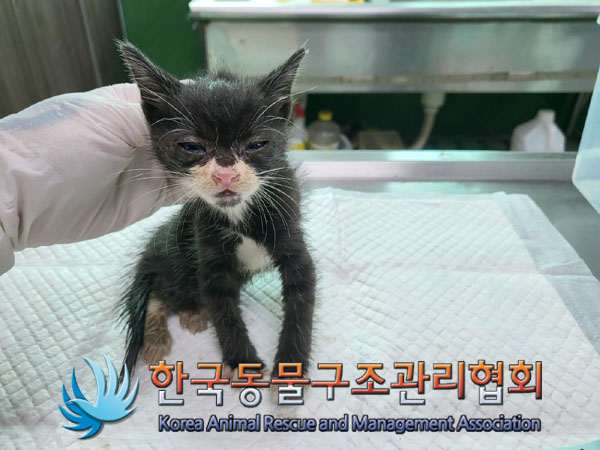한국동물구조관리협회_441398202300296