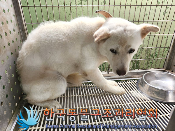 한국동물구조관리협회_411311202300625