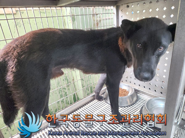 한국동물구조관리협회_441398202300294
