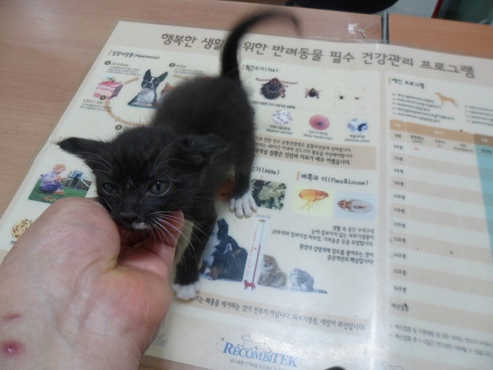 강현림동물병원_411320202300594
