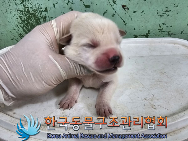 한국동물구조관리협회_441406202301130