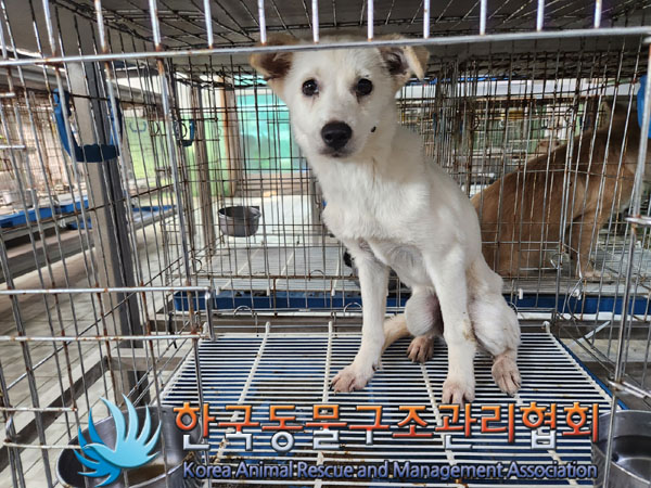 한국동물구조관리협회_441406202301128