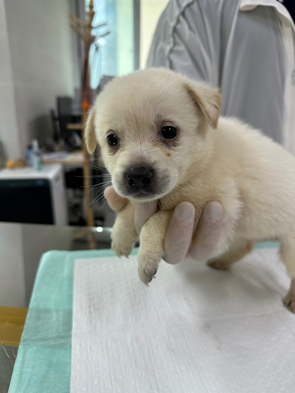 양평군유기동물보호소_441417202300710