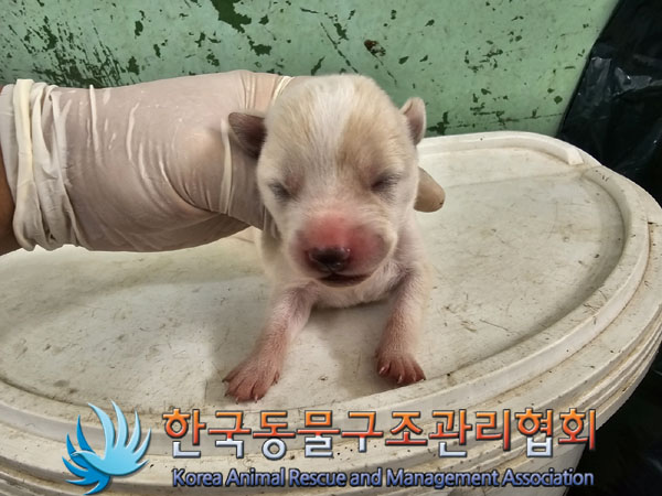한국동물구조관리협회_441406202301131