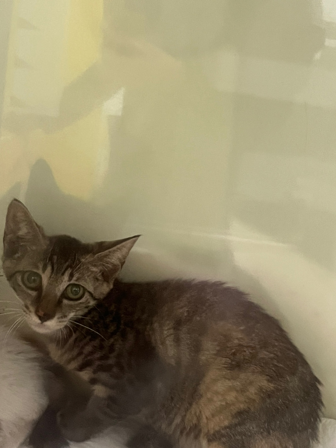 동인동물병원_427348202300729