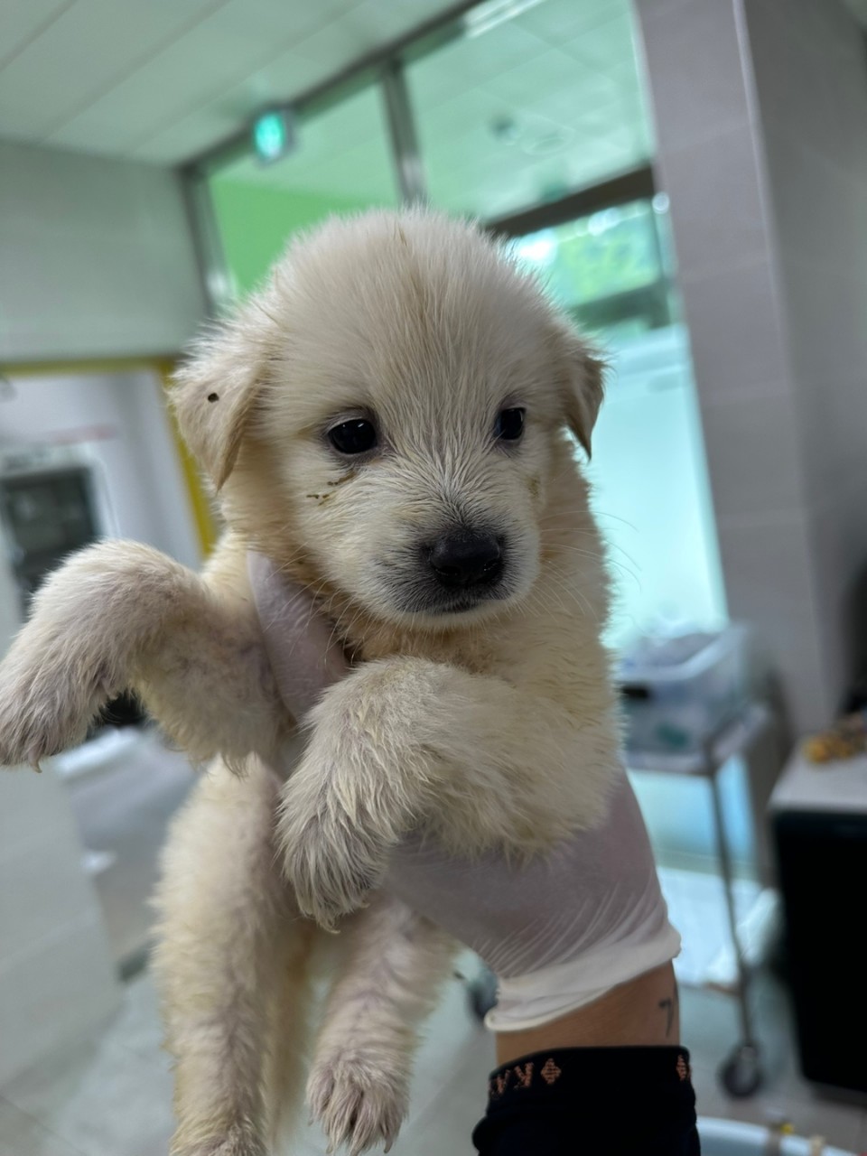 양평군유기동물보호소_441417202300709