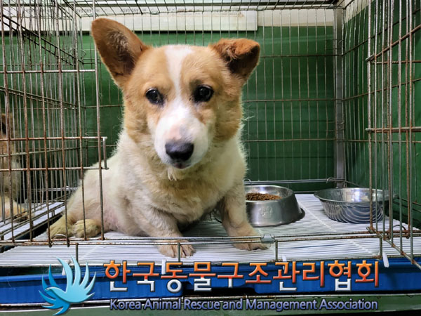한국동물구조관리협회_441406202301126