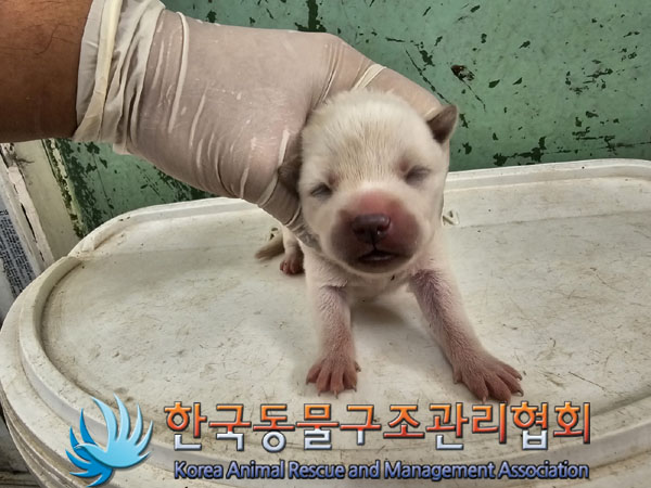 한국동물구조관리협회_441406202301133