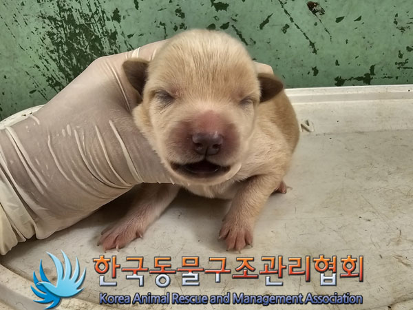 한국동물구조관리협회_441406202301134