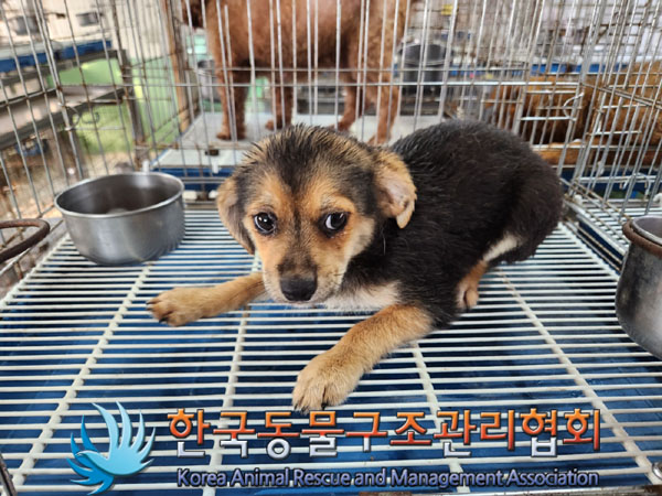 한국동물구조관리협회_441559202300820