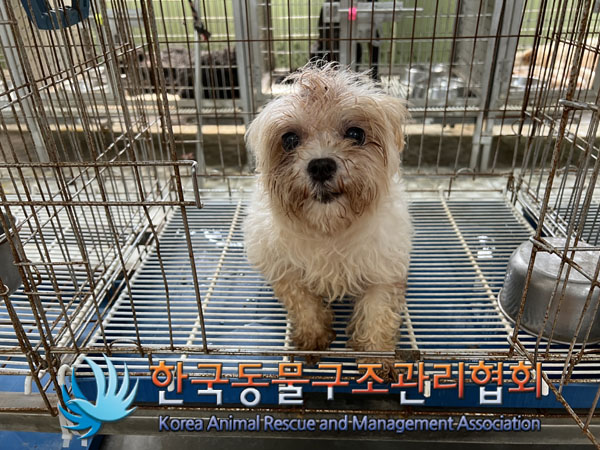 한국동물구조관리협회_441559202300824