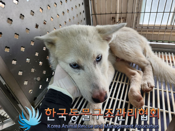 한국동물구조관리협회_441406202301135
