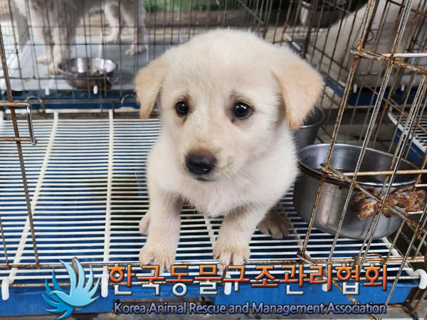 한국동물구조관리협회_441406202301136
