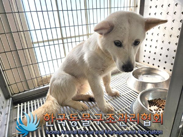 한국동물구조관리협회_441382202300520