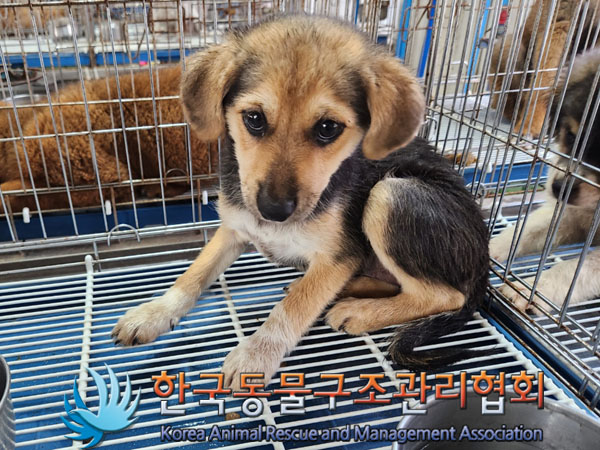 한국동물구조관리협회_441559202300821