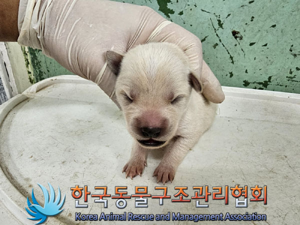 한국동물구조관리협회_441406202301132