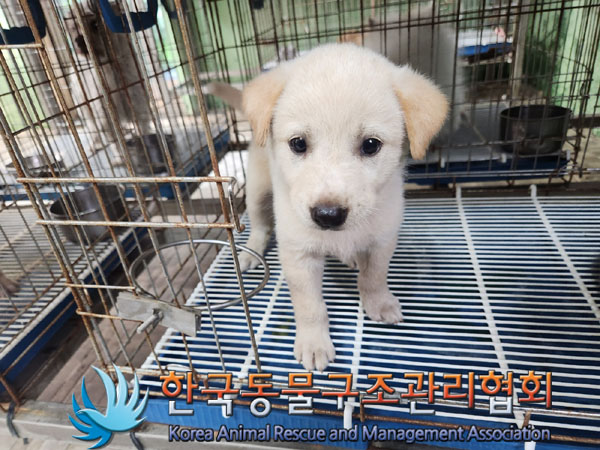 한국동물구조관리협회_441406202301137
