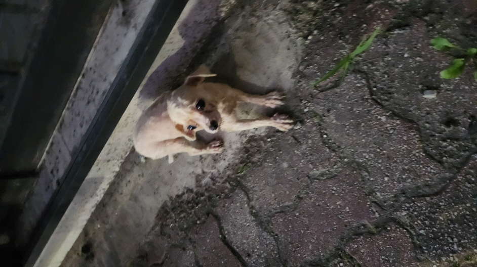 익산유기동물보호소_445468202301554