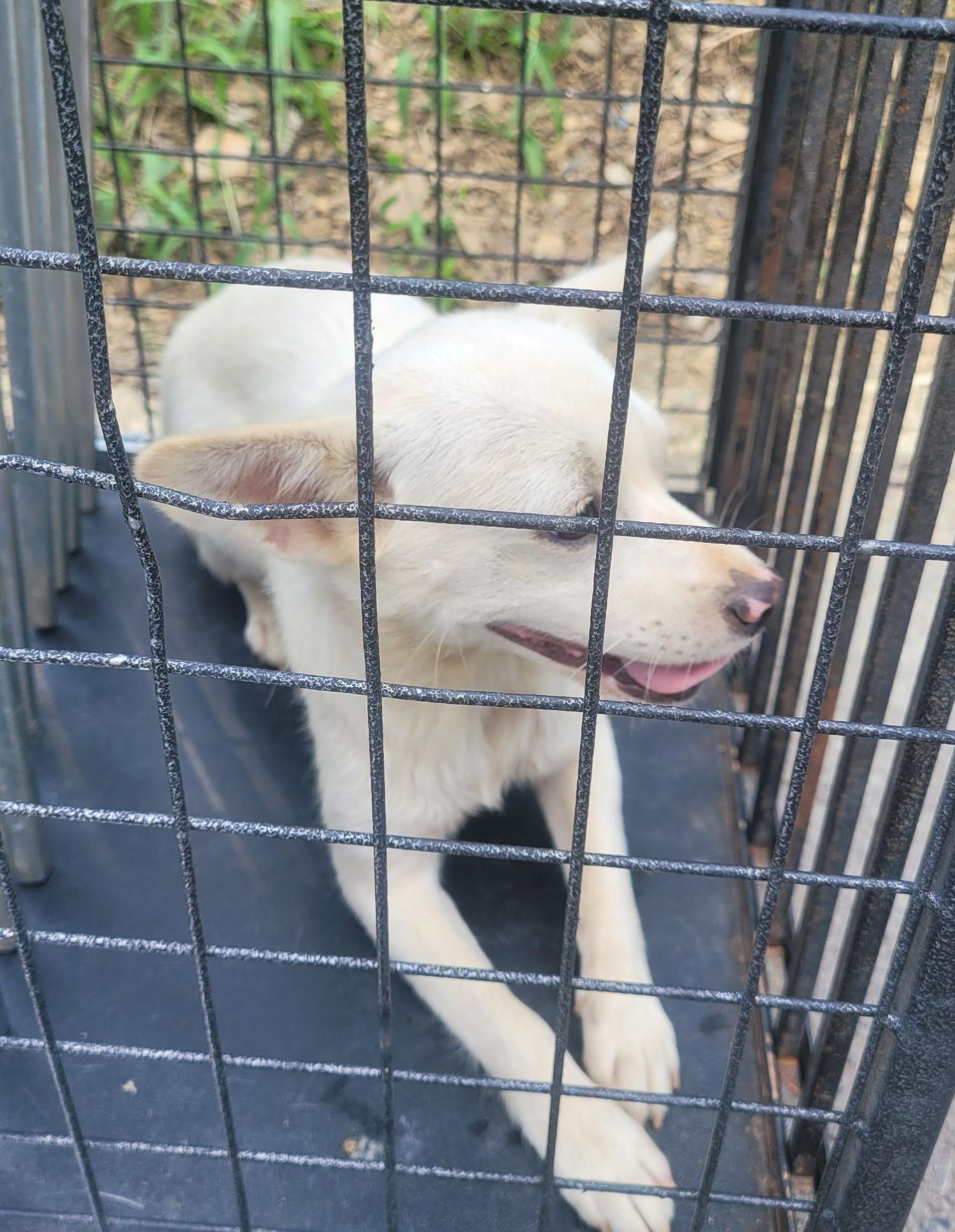 창녕 유기동물보호소_448541202301209