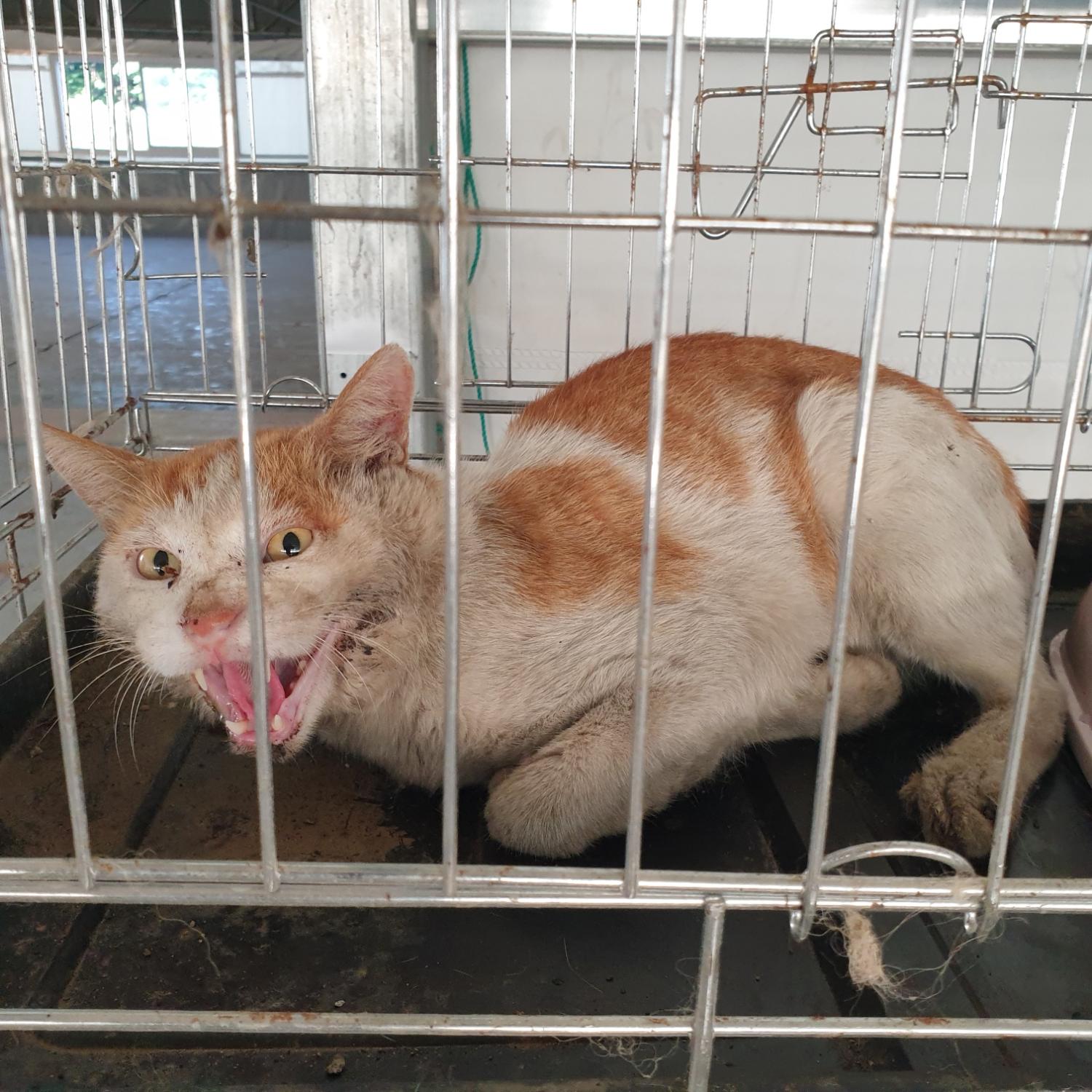 남양동물보호센터_441553202302291