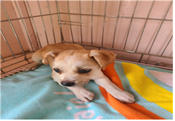 유기동물및관리협회_448535202301179