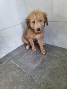 제주 동물보호센터_450650202302708