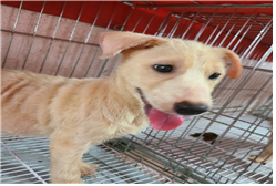 유기동물및관리협회_448535202301187