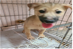 유기동물및관리협회_448535202301190