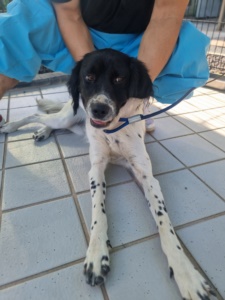 제주 동물보호센터_450650202302706