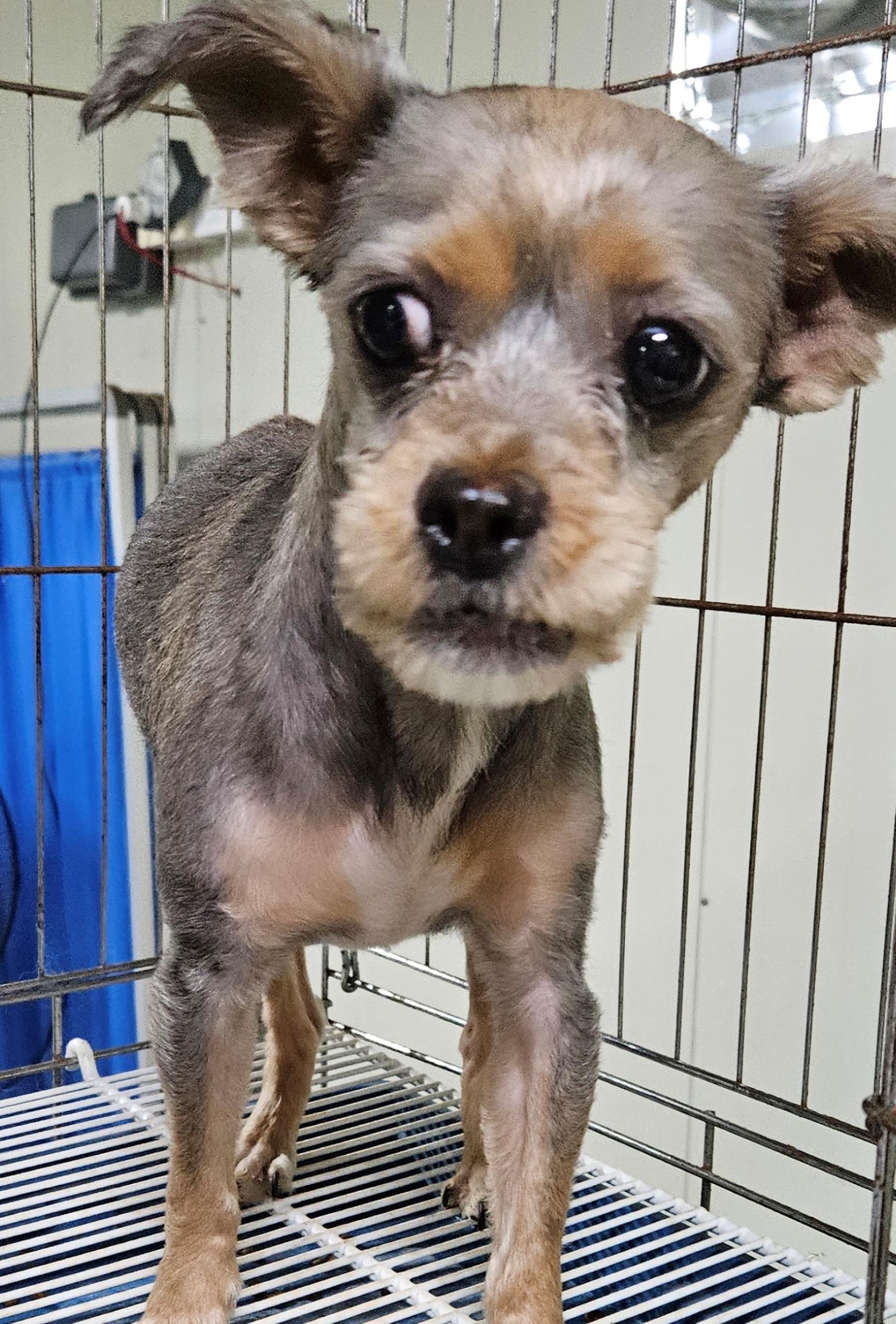 대구유기동물보호협회_427344202300247