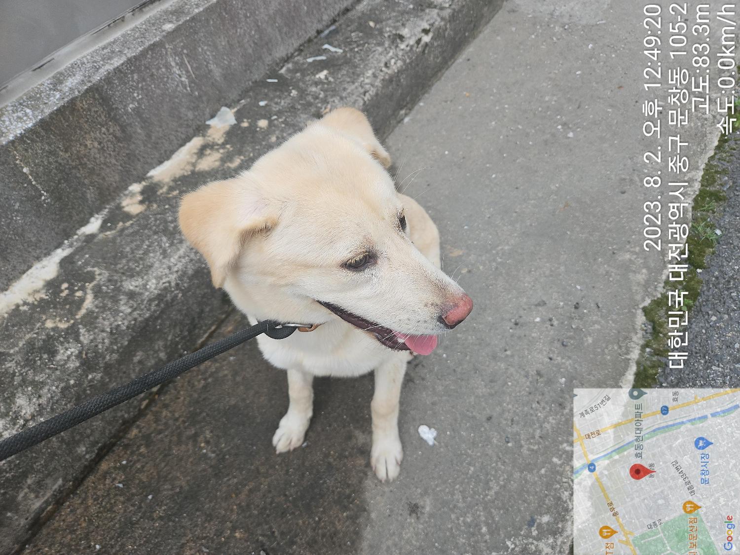 대전동물보호센터_430365202300365