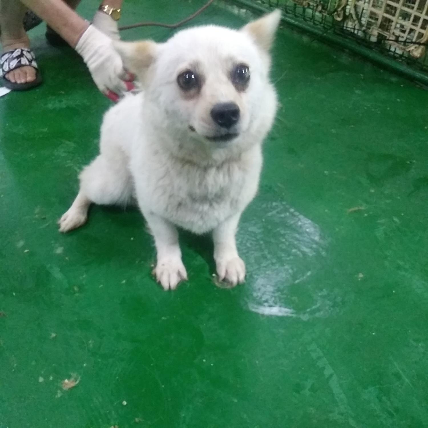 인천수의사회유기동물_428358202300180
