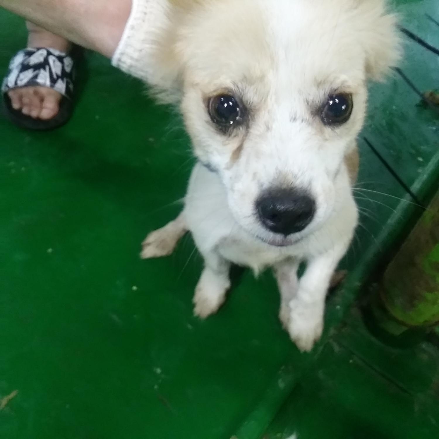 인천수의사회유기동물_428358202300185