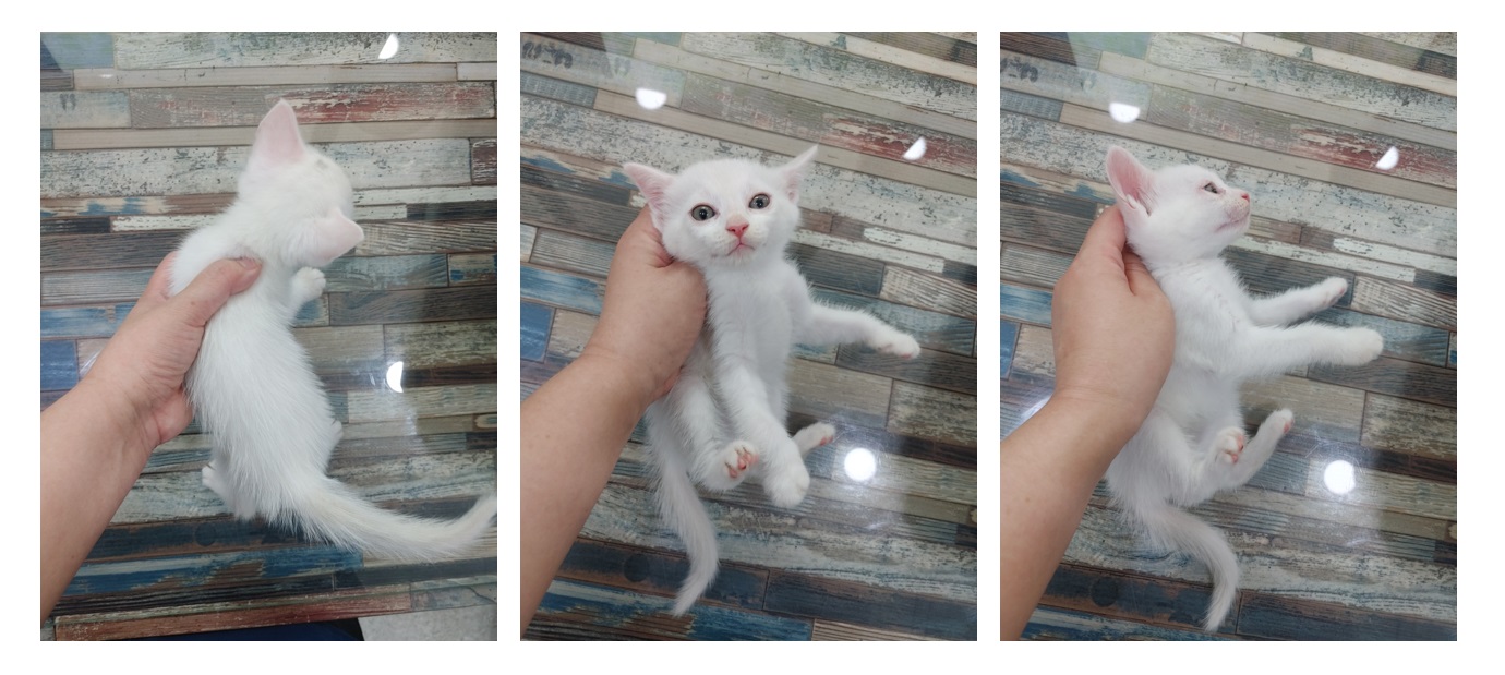 스타캣츠_441393202301406
