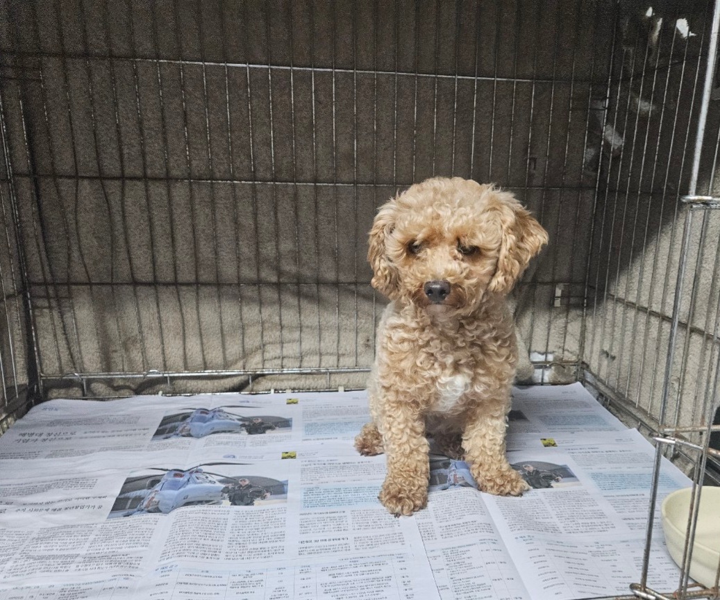 창원유기동물보호소_448567202300979