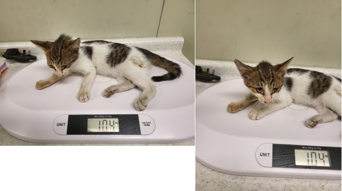 누리동물병원_426335202300298