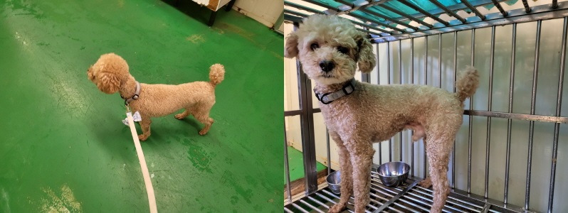 누리동물병원_426335202300295