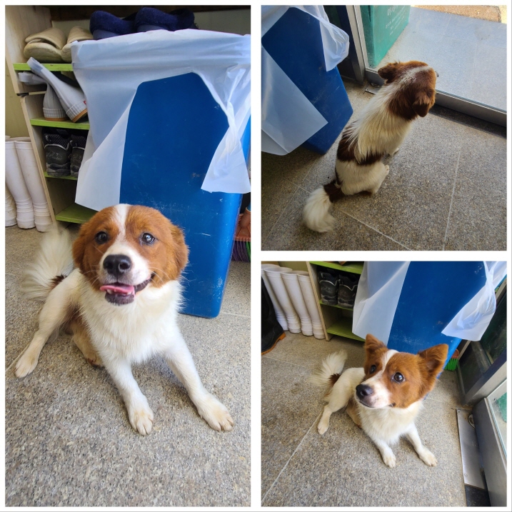 당진시동물보호소_444568202300966